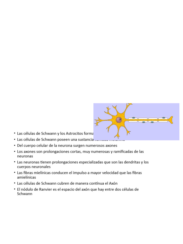 Sistema Nervioso | PDF | Neurona | Sinapsis
