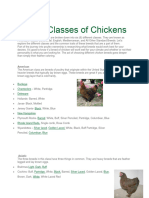 The 6 Classes of Chickens