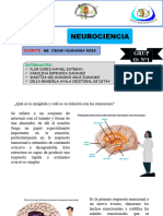 Qué Es La Amígdala - Como Se Generan Las Emociones