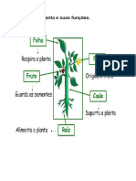 Partes Da Planta e Suas Funções