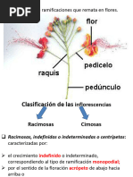 Tipos de Inflorescencias en Poaceae | PDF | Flores | Morfología Vegetal