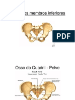 Ossos Dos Membros Inferiores