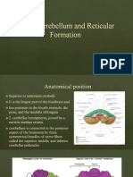 L11 Cerebellum and Reticular Formation