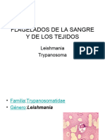 4 - Flagelados de Sangre y Tejidos-Leishmania