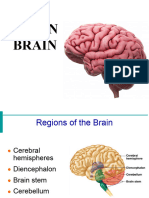 Human Brain (Mini Project) FNL
