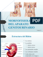 Morfofisiologia Del Aparato Genitourinario