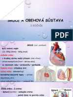 Srdce A Obehová Sústava