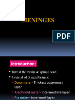 Meninges