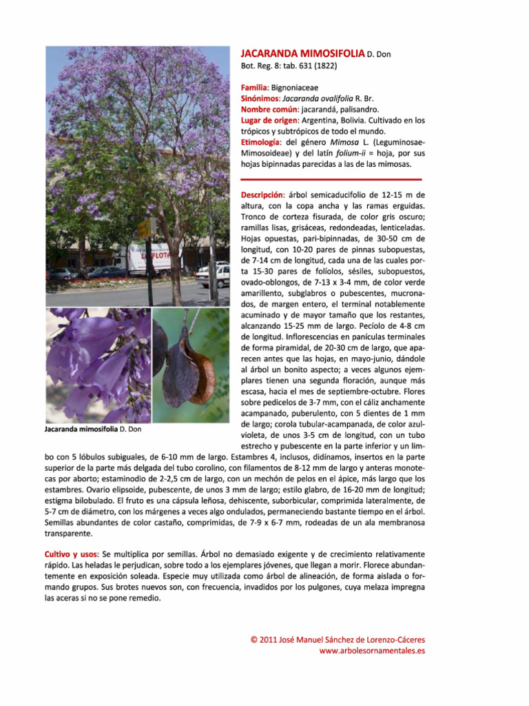 Guía del Jacarandá: Cultivo y Cuidados | PDF | Botánica | Plantas