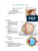 Sentido de La Vista (Anatomia Ojo Ocular