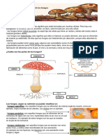 Reino Fungi - Teoría + Actividades