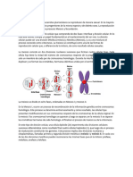 Exposición de Meiosis