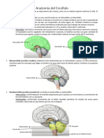 Anatomía Del Encéfalo