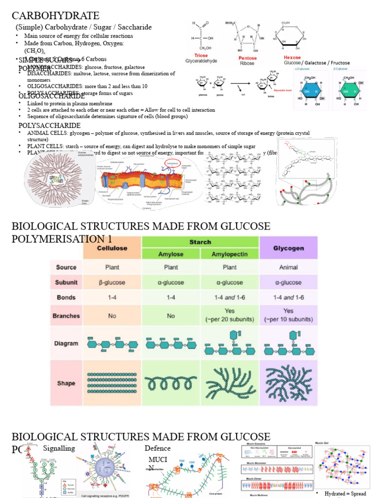 Carbohydrate | PDF | Carbohydrates | Glucose