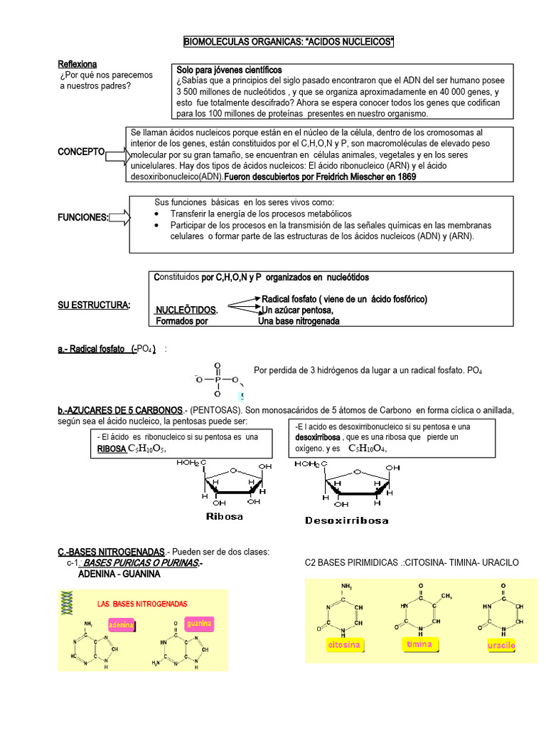 Estructura y Funciones de Ácidos Nucleicos | PDF | Rna | Adn