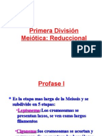 Mitosis y Meiosis