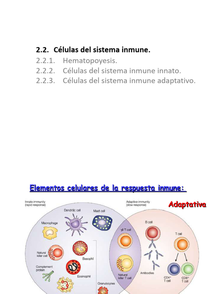Clase 4 Basica 2022 | PDF | Sistema inmune | Sistema inmune innato
