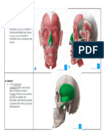 Mini Atlas Virtual - Neuroanatomofisiologia-20