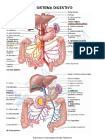 Irrigacion Del Sistema Digestivo