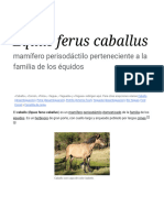 Equus Ferus Caballus - .
