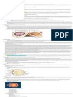 Anatomía Del Ojo