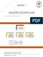 Reg Escapular y Deltoidea