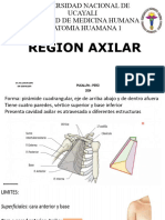 Región Axilar - Arreglado