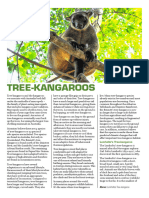 Tree_kangaroo