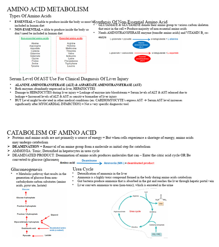 Understanding Amino Acid Metabolism | PDF | Science & Mathematics
