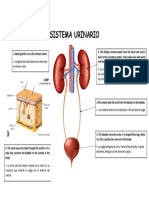 SISTEMA URINARIO