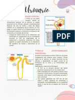 Copia de Resumen Timo_DueñasVarela (1)