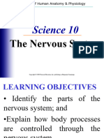 Lesson 3 The Nervous System 1