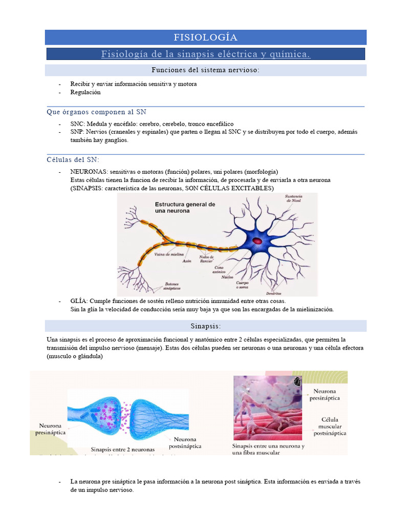 Fisiología de la Sinapsis Neuronal | PDF | Sinapsis | Sistema nervioso
