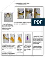 FT Dissection Testicules de Criquet