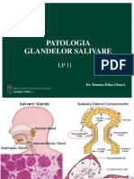 08 LP MD Glande Salivare+maxilar