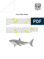 Great White Sharks - 1