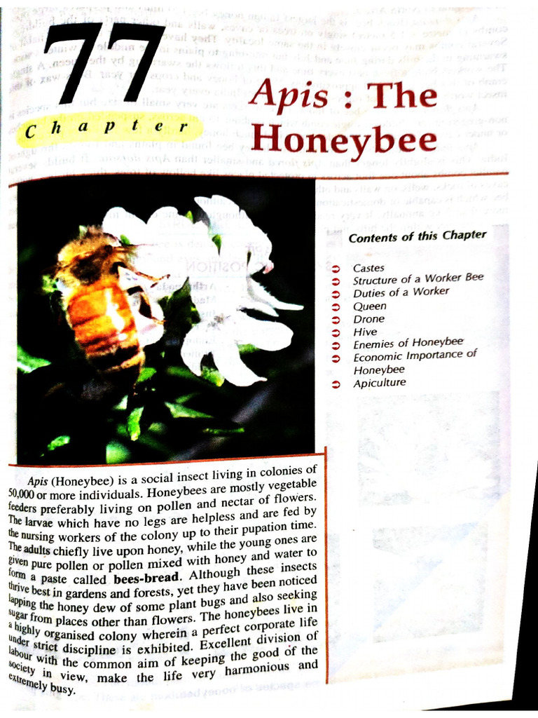 Apiculture | PDF