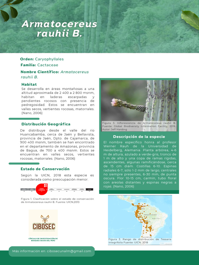 Armatocereus Rauhii B. PDF Plantas
