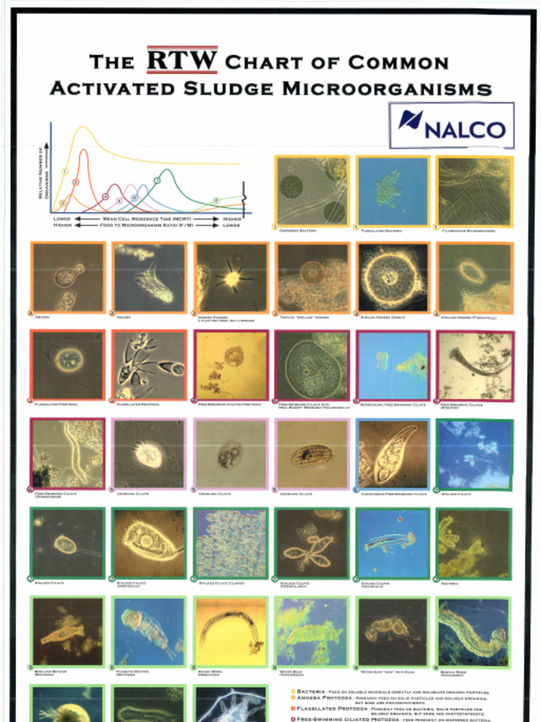 Microorganisms | PDF