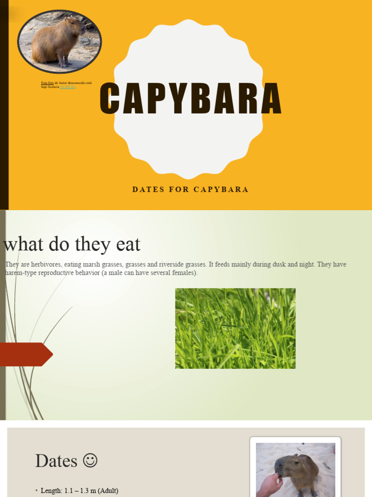 Capybara Facts: Habitat, Diet, and Behavior | PDF | Social Science