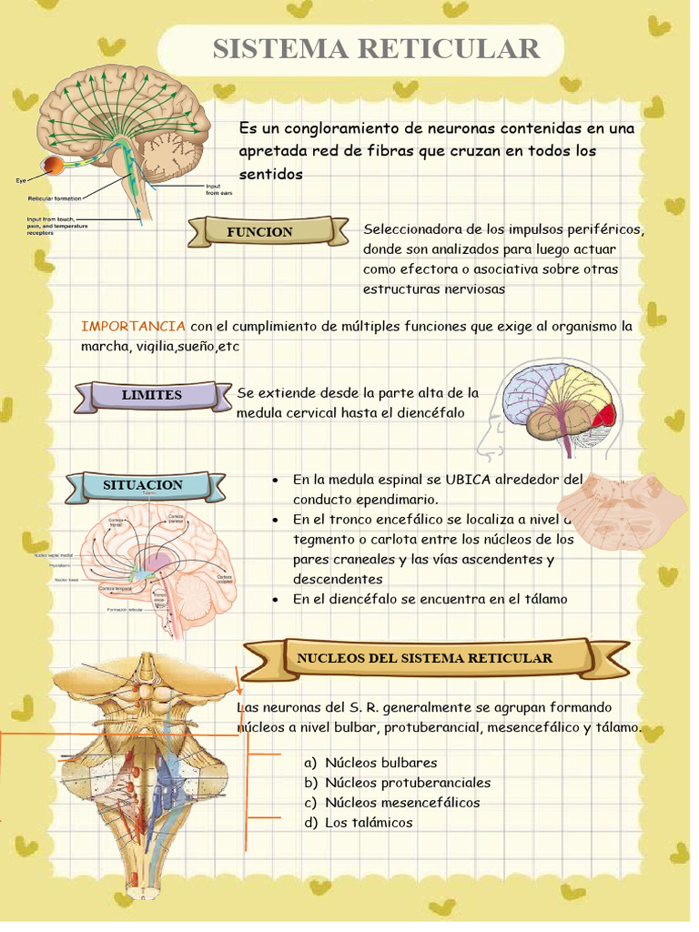 Sistema Reticular: Funciones y Ubicación | PDF
