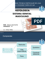 Sistema Genital Masculino