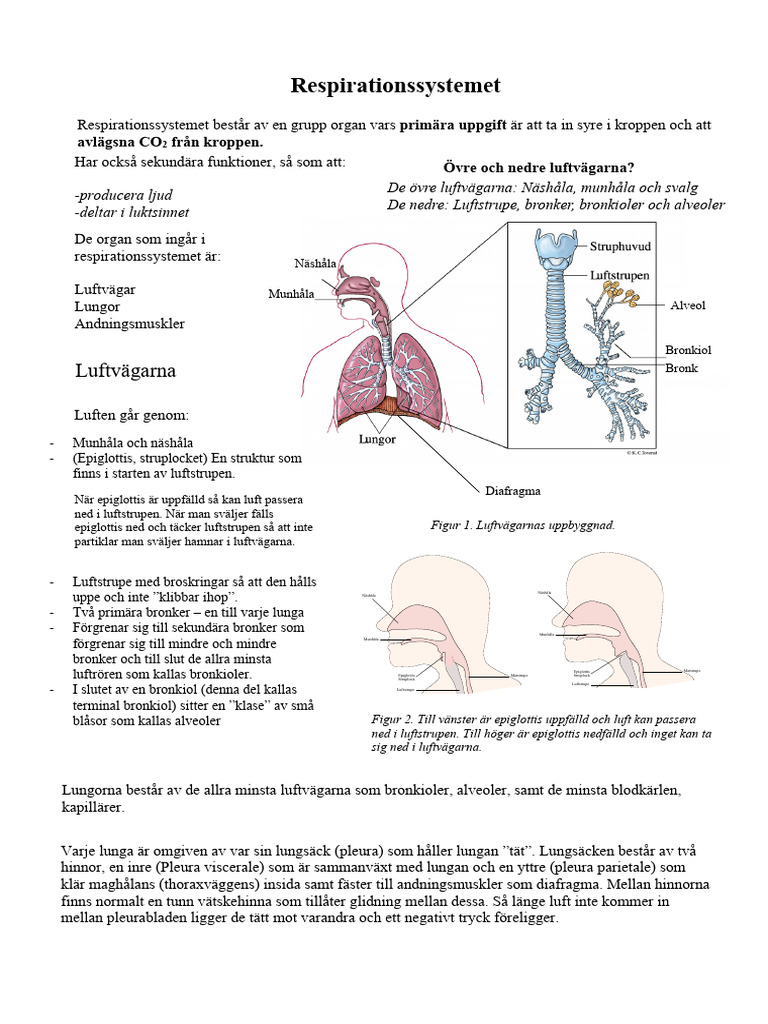genomg-ng-respirationssystemet-pdf