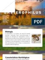 GASTEROPHILUS