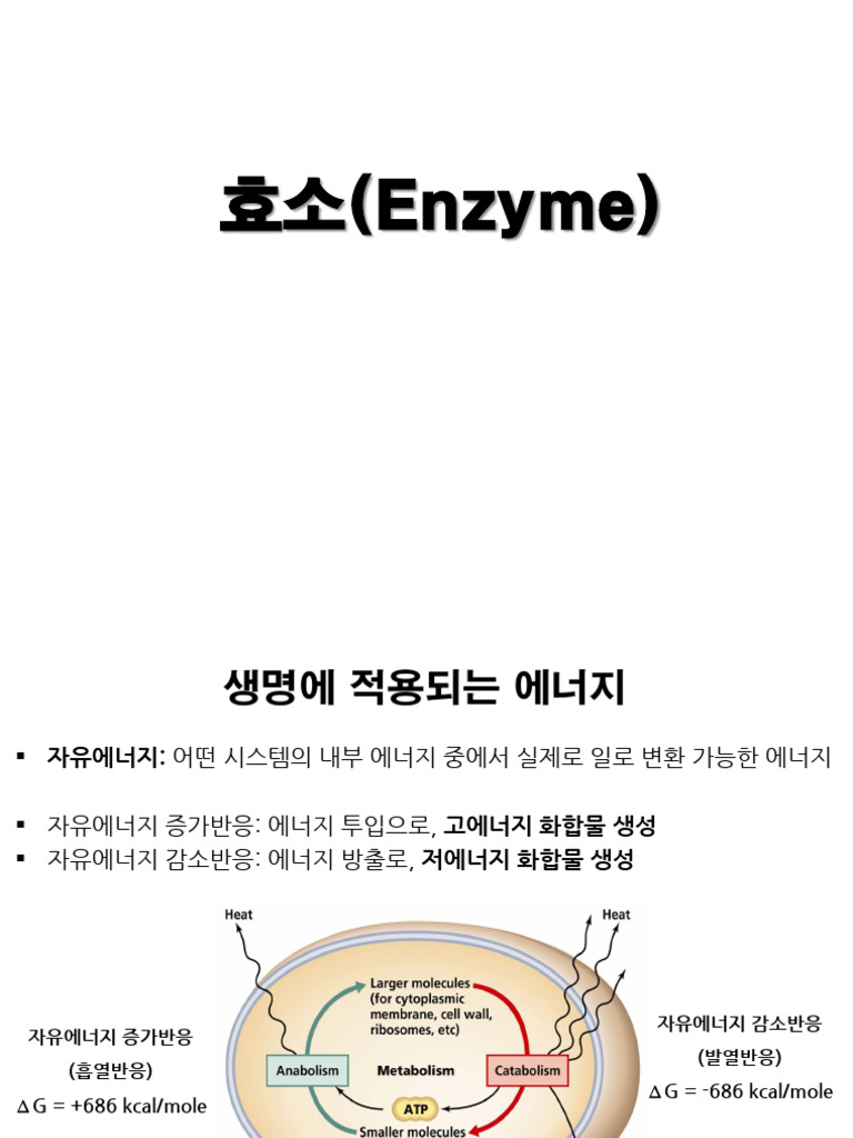 효소 | PDF