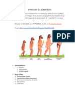 Homo Habilis