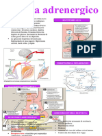 Sistema Adrenergico