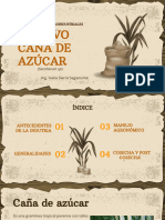 Cultivo Caña de Azúcar