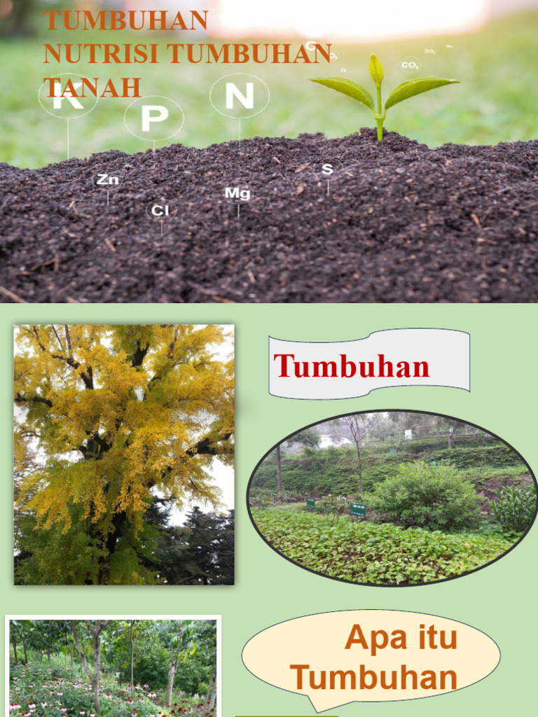 2 Tumbuhan Nutrisi Dan Tanah Pdf