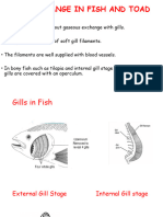 Gaseous Exchange in Fish, Toad and Plants